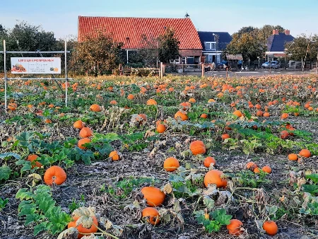 Pompoen 1
