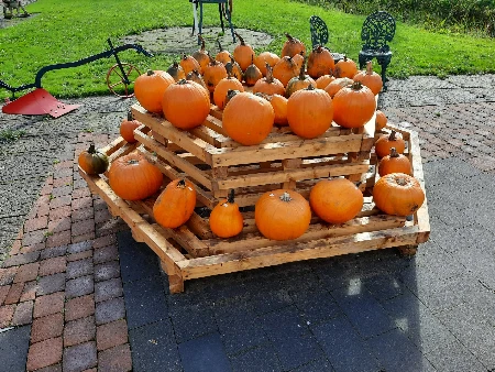 Pompoen 4